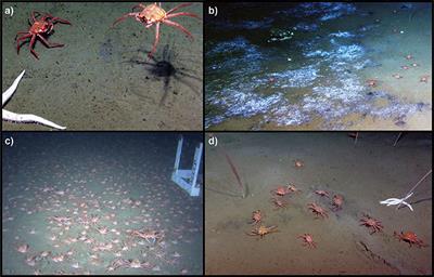 Flipping for Food: The Use of a Methane Seep by Tanner Crabs (Chionoecetes tanneri)